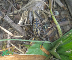 Colobothea rubroornata