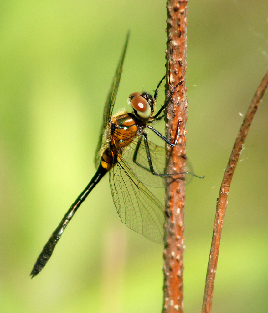 Racket-tailed Emerald