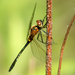 Racket-tailed Emerald - Photo (c) psweet, some rights reserved (CC BY-SA), uploaded by psweet