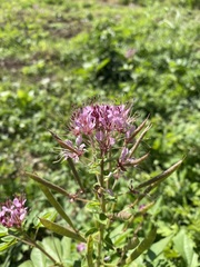 Polanisia dodecandra riograndensis