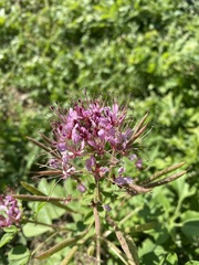 Polanisia dodecandra riograndensis