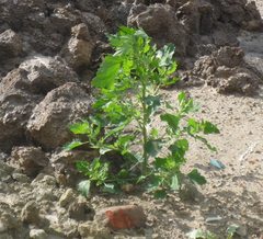 Chenopodium suecicum