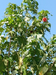 Thespesia grandiflora