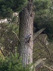 Strepera versicolor versicolor