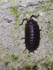 Porcellio debueni