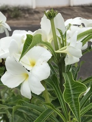 Plumeria pudica