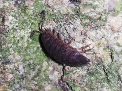 Porcellio debueni
