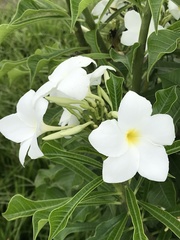 Plumeria pudica
