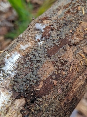 Dermateaceae
