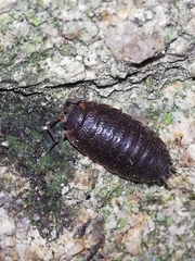 Porcellio debueni