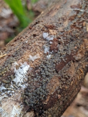 Dermateaceae