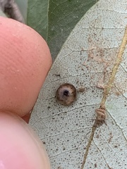 Paracraspis guadaloupensis