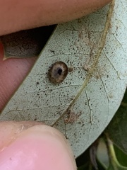 Paracraspis guadaloupensis