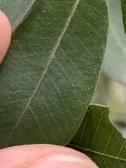 Paracraspis guadaloupensis