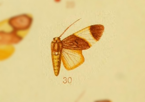 Hyponerita lucens