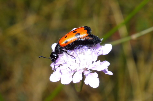 Four-spotted Blisterbeetle, Ярцевский р-н, Смоленская обл., Россия, photo 7 of 10