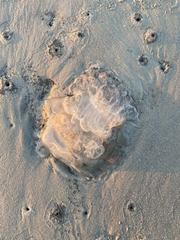 Rhizostomatoidea