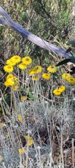 Leucochrysum