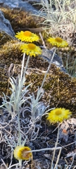 Leucochrysum