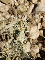 Dasyochloa pulchella