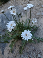 Leucheria papillosa