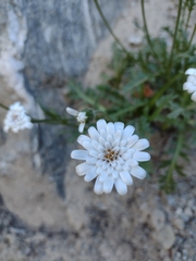 Leucheria papillosa