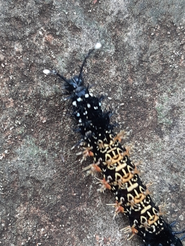 Red Cracker photo 3