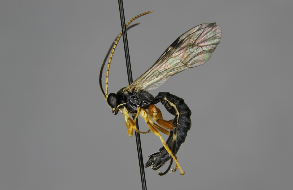 Apechthis picticornis