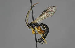 Apechthis picticornis