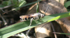 Dielis plumipes