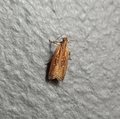 Helcystogramma phryganitis