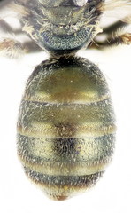Halictus gemmeus