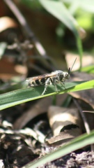 Dielis plumipes