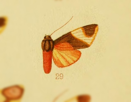 Hyponerita interna