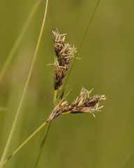 Carex divisa