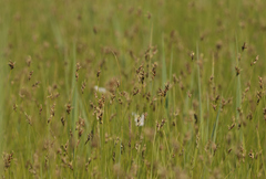 Carex divisa