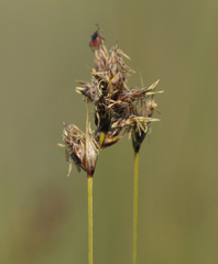 Carex divisa