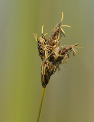 Carex divisa