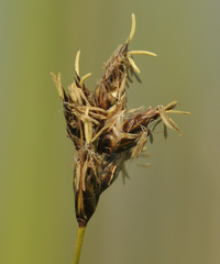 Carex divisa