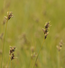 Carex divisa