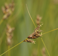Carex divisa