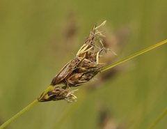 Carex divisa