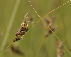 Carex divisa