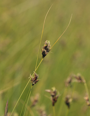 Carex divisa