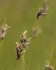 Carex divisa