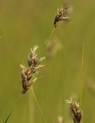 Carex divisa
