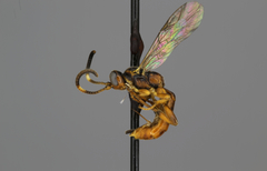 Cratichneumon flavipectus