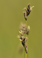 Carex divisa