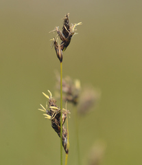 Carex divisa