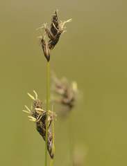 Carex divisa